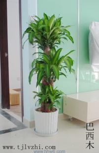 綠意生活 天津綠植銷售公司與農副產品的美麗相約