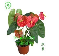 為何上海越來越多的企業選擇植物租賃？解鎖綠色辦公新趨勢