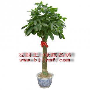 2024年綠植租賃成本分析 世界工廠網農副產品企業的價格指南