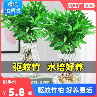 綠植風潮 當代網購中最受歡迎的室內植物