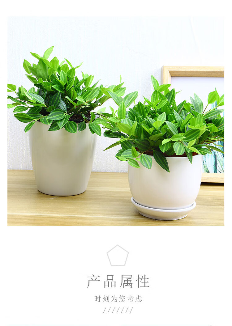 煥新居室格調，從一盆仿真花開始——廠家直銷新款迷你桌擺小盆景評測