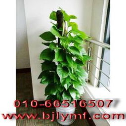 室內綠植推薦 一份新手也能輕松駕馭的綠色清單